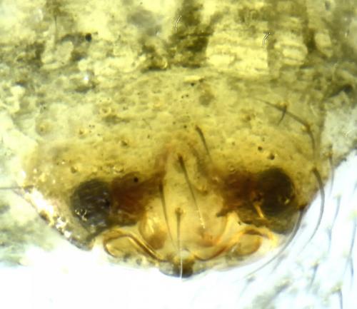 Agyneta mollis